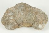 Polished Fossil Coral (Actinocyathus) Head - Morocco #202529-1